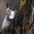 Squirrel, Izmailovo park, Moscow, Russia